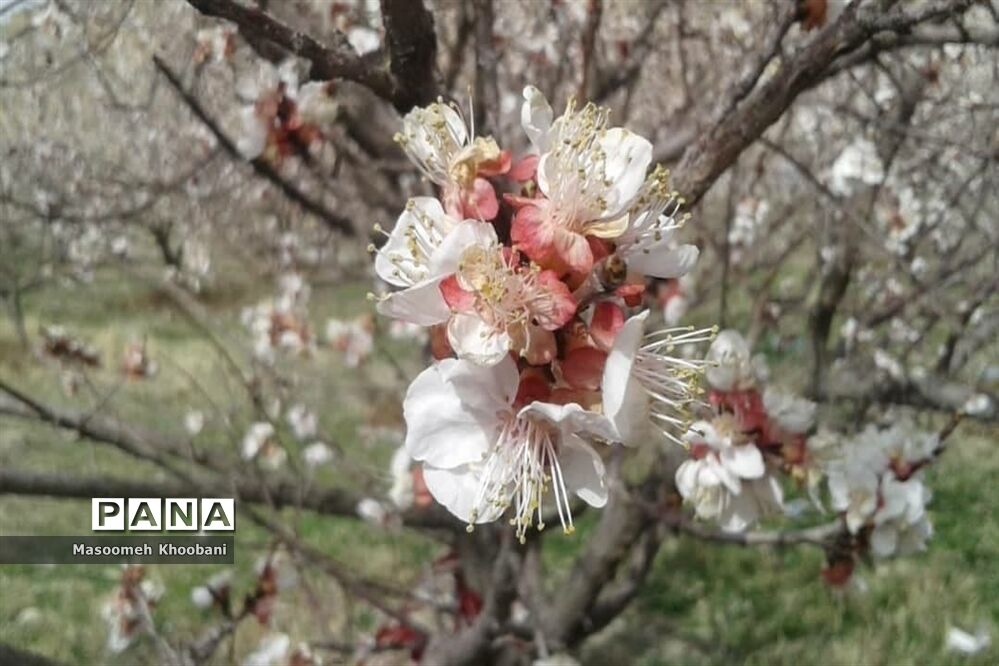شکوفه‌هایی از جنس لبخند بهار