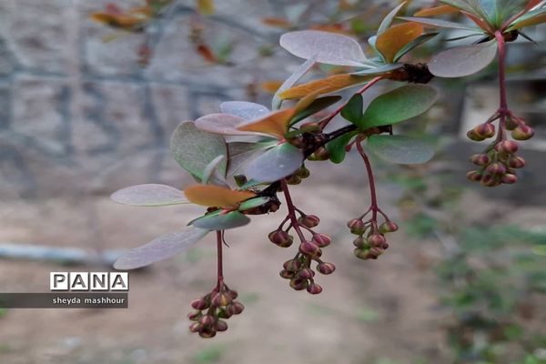 بهار زیبای تهران‌ سال 1400