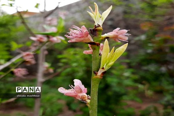 بهار زیبای تهران‌ سال 1400
