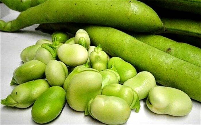 باقلا عامل بیماری فاویسم