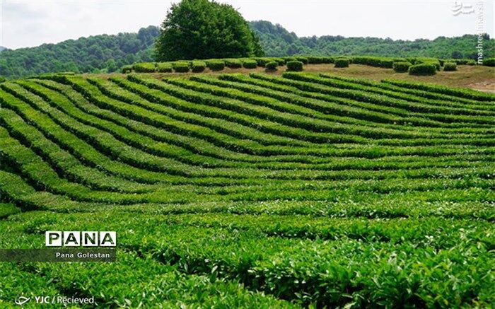احیای مزارع گلستان بعد از بارندگی