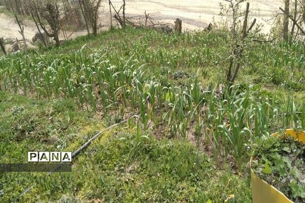 دیدار بهار با روستای زیبای کیاسه در استان گیلان
