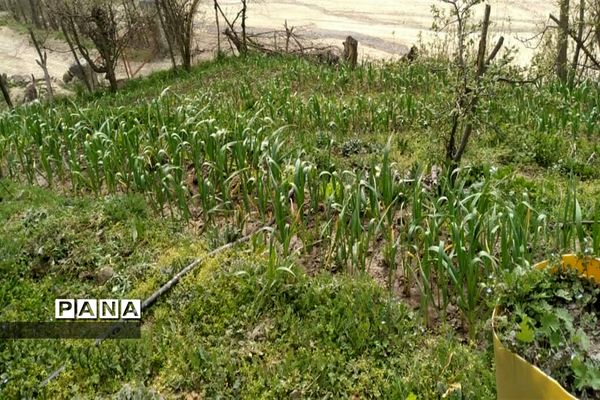 دیدار بهار با روستای زیبای کیاسه در استان گیلان