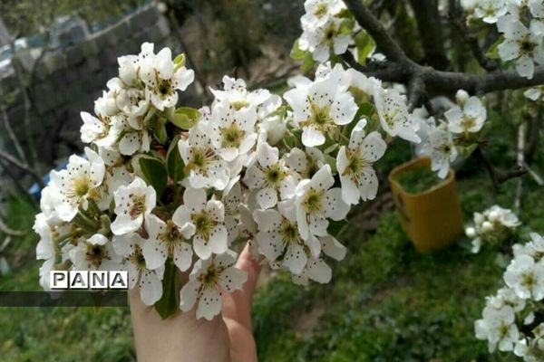 دیدار بهار با روستای زیبای کیاسه در استان گیلان