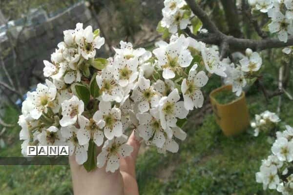 دیدار بهار با روستای زیبای کیاسه در استان گیلان