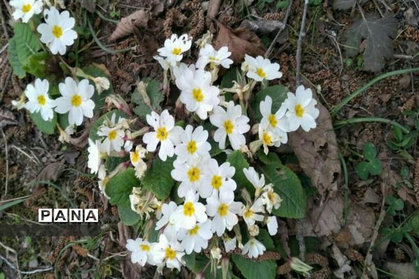 دیدار بهار با روستای زیبای کیاسه در استان گیلان