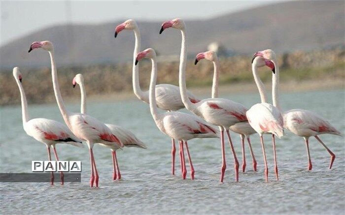 فلامینگوها مهمان آبگیرهای  خراسان شمالی