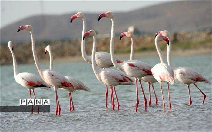 فلامینگوها مهمان آبگیرهای  خراسان شمالی