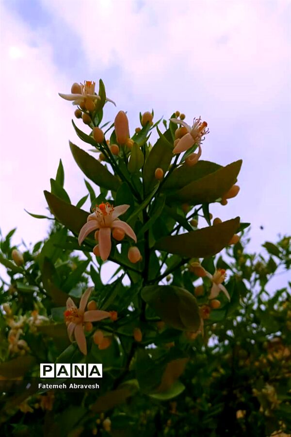 بهار طبیعت