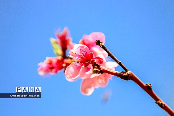 شکوفه های بهاری در ده غیبی