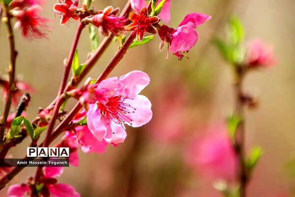 شکوفه های بهاری در ده غیبی