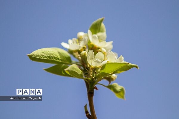شکوفه های بهاری در ده غیبی