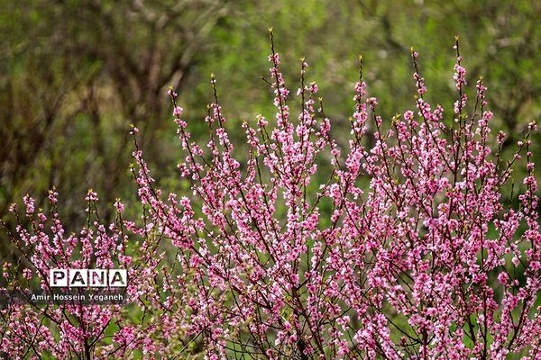 شکوفه های بهاری در ده غیبی