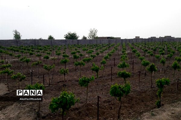 طبیعت  و بهاردر روستا های   شهرستان کاشمر