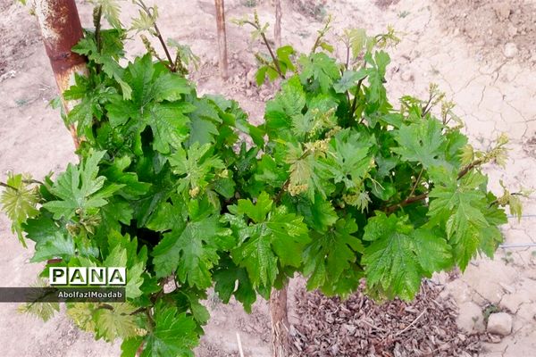 طبیعت  و بهاردر روستا های   شهرستان کاشمر