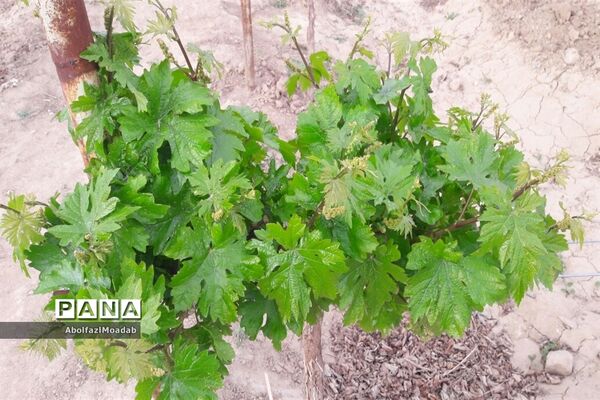 طبیعت  و بهاردر روستا های   شهرستان کاشمر