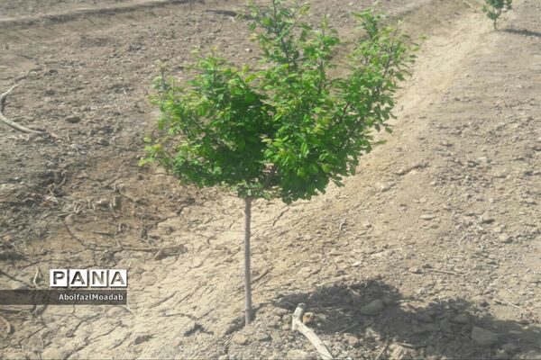 طبیعت  و بهاردر روستا های   شهرستان کاشمر