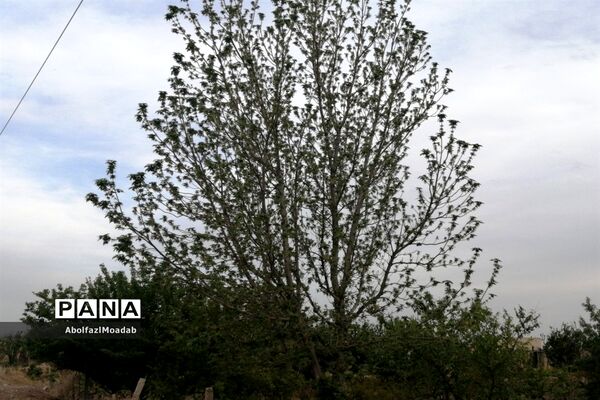 طبیعت  و بهاردر روستا های   شهرستان کاشمر
