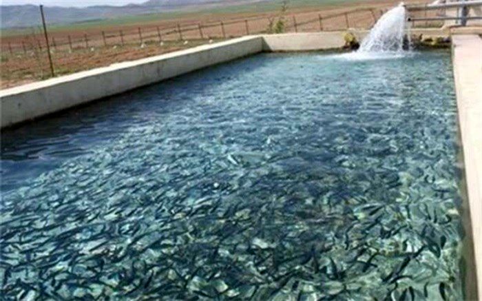 بیش از ۴.۵ تن ماهی قزل‌آلا در تفتان برداشت شد