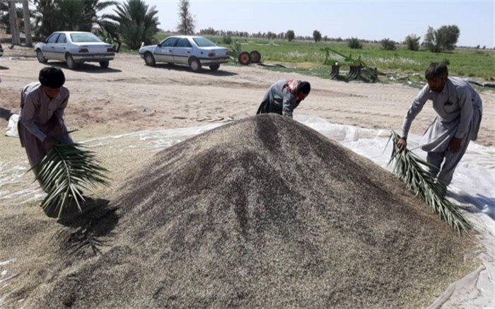 افزایش 60 درصدی کشت کلزا در دلگان