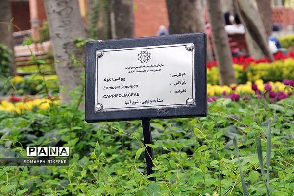 لاله‌ها در باغ ایرانی