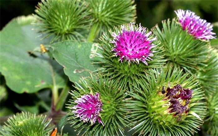 آشنایی با فواید روغن بابا آدم