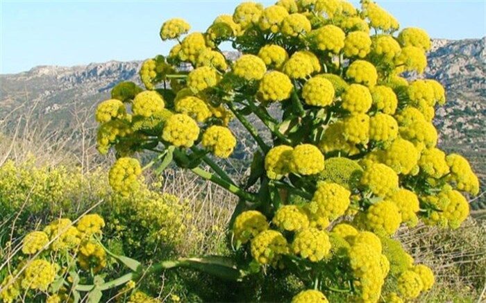 در مورد گیاه آنقوزه و خواص آن چه می‌دانید؟