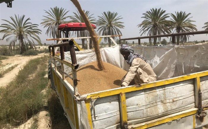 خرید ١٠٠ تن گندم مازاد بر نیاز از کشاورزان در سیستان و بلوچستان