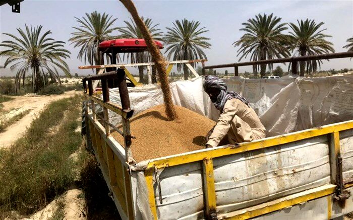 خرید ١٠٠ تن گندم مازاد بر نیاز از کشاورزان در سیستان و بلوچستان
