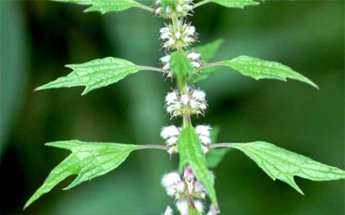 یک گیاه  و ۵ خاصیت برای سلامتی