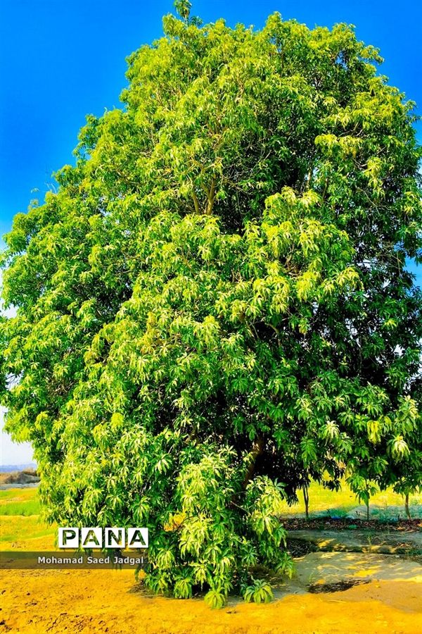 زیبایی فصل بهار در روستاهای بخش مرکزی چابهار