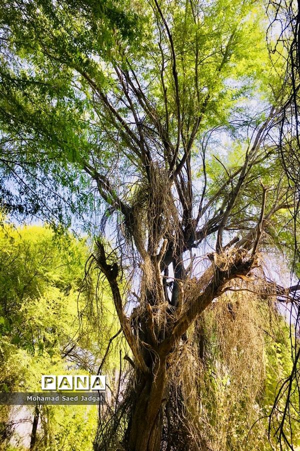 زیبایی فصل بهار در روستاهای بخش مرکزی چابهار