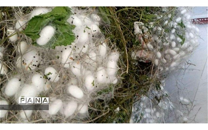 مشکلات صنعت نوغان داری در خراسان شمالی