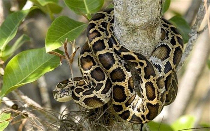 حمله مار غول پیکر به صاحبخانه در توالت!