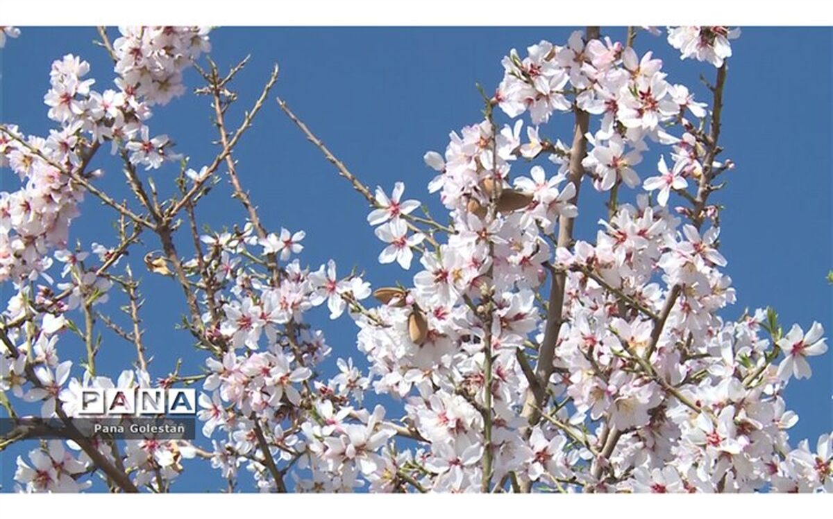 شکوفه ها به یغما می روند