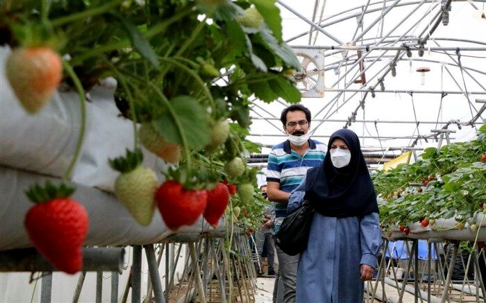 تحقق واقعی آموزش همراه با تولید در هنرستانهای کشاورزی آذربایجان غربی
