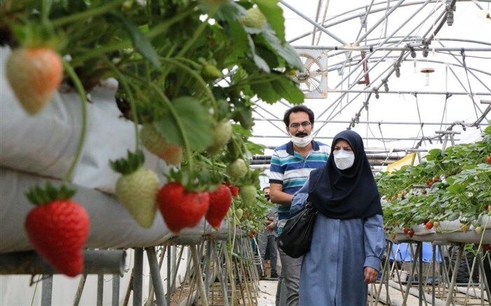 تحقق واقعی آموزش همراه با تولید در هنرستانهای کشاورزی آذربایجان غربی