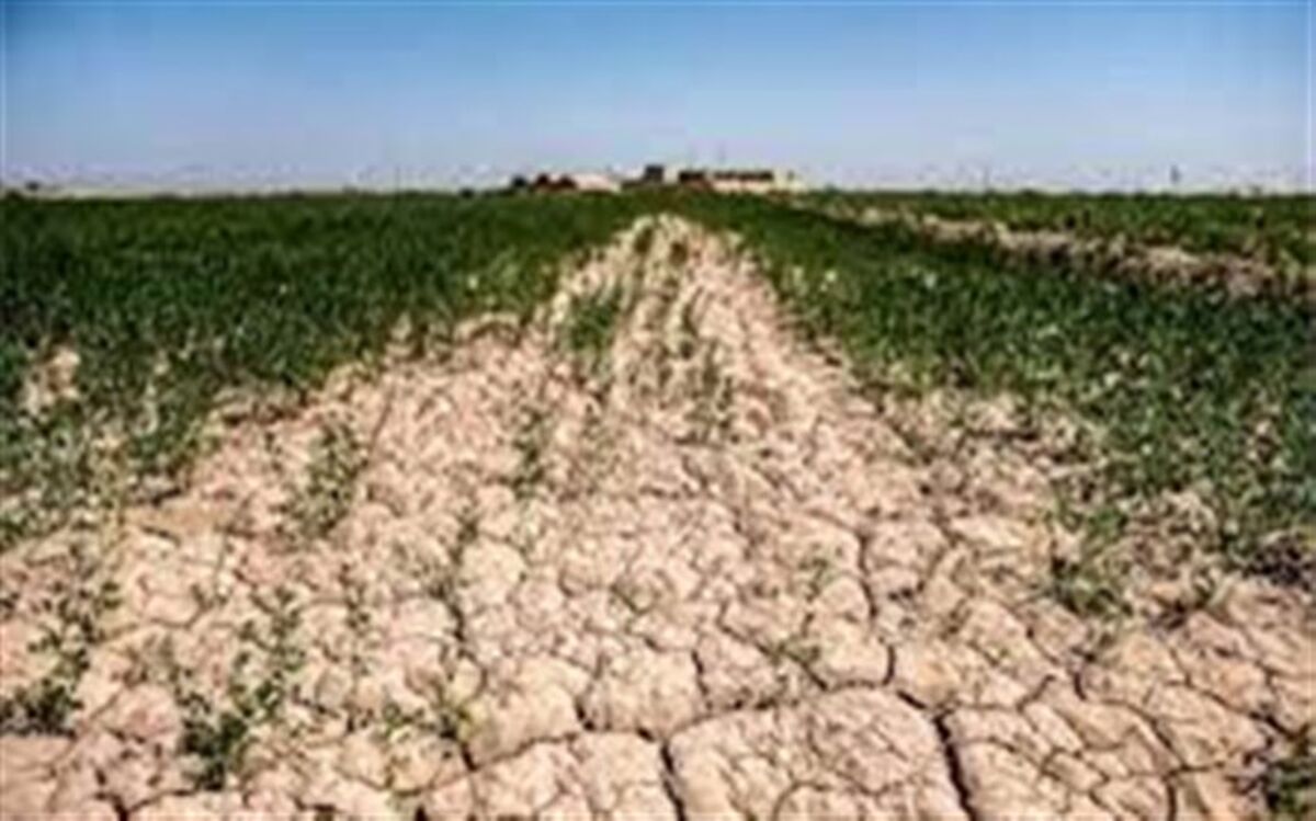 ۷۰ درصد ازمزارع کشاورزی کهگیلویه قابلیت برداشت ندارند