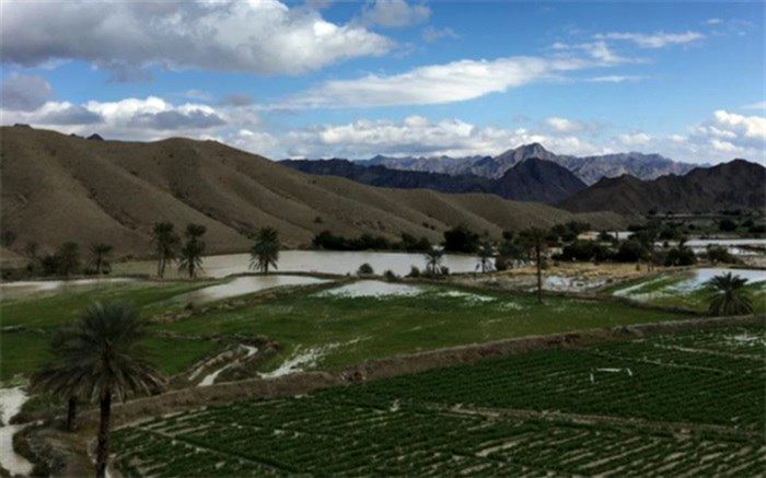 برداشت بیش از 700 تن محصولات کشاورزی از منطقه کیشکور سیستان و بلوچستان