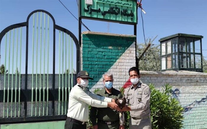 رها سازی یک بهله عقاب در طبیعت شهرستان بیرجند