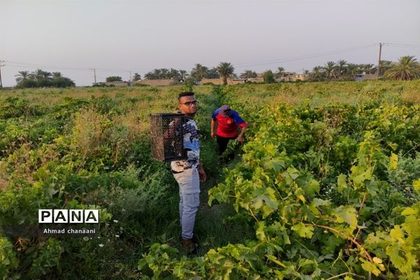 برداشت انگور در تاکستان‌های روستای بهر شهرستان کارون