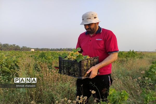 برداشت انگور در تاکستان‌های روستای بهر شهرستان کارون