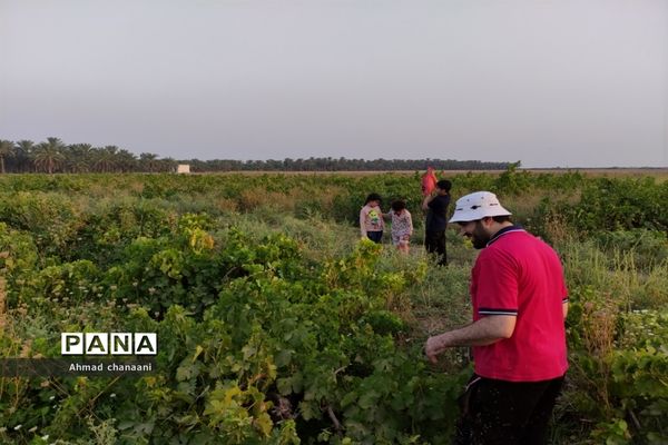برداشت انگور در تاکستان‌های روستای بهر شهرستان کارون