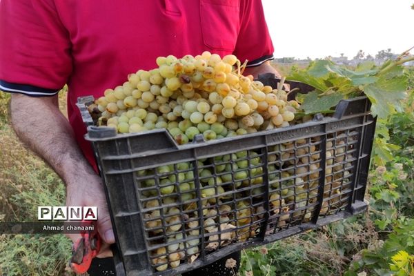 برداشت انگور در تاکستان‌های روستای بهر شهرستان کارون