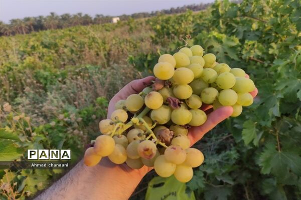 برداشت انگور در تاکستان‌های روستای بهر شهرستان کارون