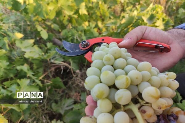 برداشت انگور در تاکستان‌های روستای بهر شهرستان کارون