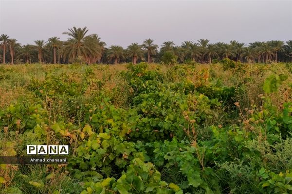 برداشت انگور در تاکستان‌های روستای بهر شهرستان کارون