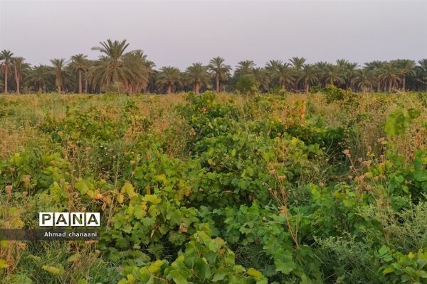 برداشت انگور در تاکستان‌های روستای بهر شهرستان کارون