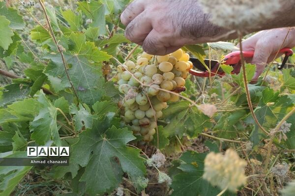 برداشت انگور در تاکستان‌های روستای بهر شهرستان کارون