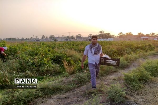 برداشت انگور در تاکستان‌های روستای بهر شهرستان کارون